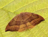 65.003 BF1647 Barred Hook-tip Watsonalla cultraria