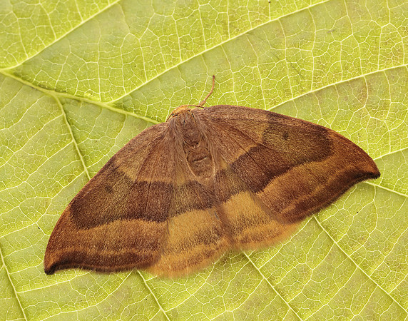 65.003 BF1647 Barred Hook-tip Watsonalla cultraria