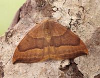 65.003 BF1647 Barred Hook-tip Watsonalla cultraria