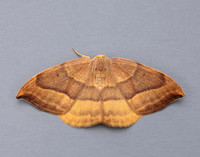 65.003 BF1647 Barred Hook-tip Watsonalla cultraria