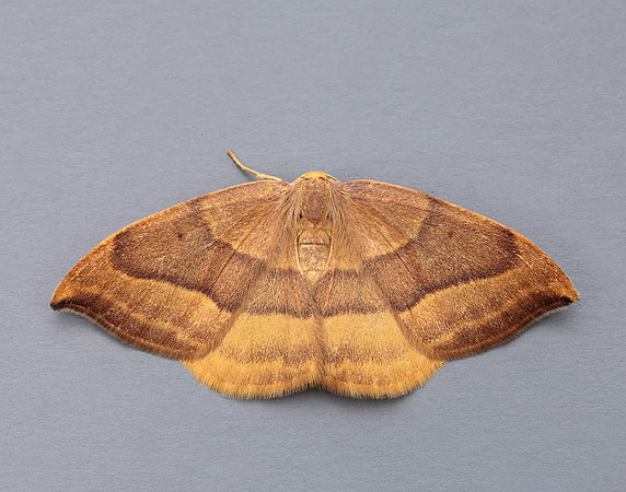 65.003 BF1647 Barred Hook-tip Watsonalla cultraria