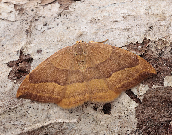65.003 BF1647 Barred Hook-tip Watsonalla cultraria