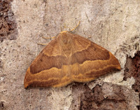 65.003 BF1647 Barred Hook-tip Watsonalla cultraria
