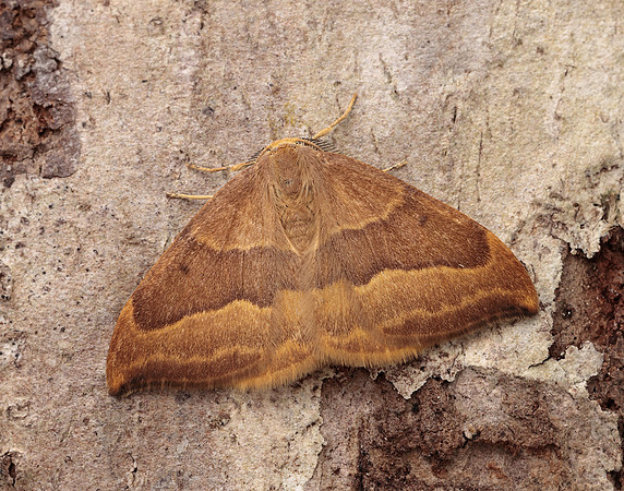 65.003 BF1647 Barred Hook-tip Watsonalla cultraria