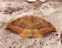65.003 BF1647 Barred Hook-tip Watsonalla cultraria