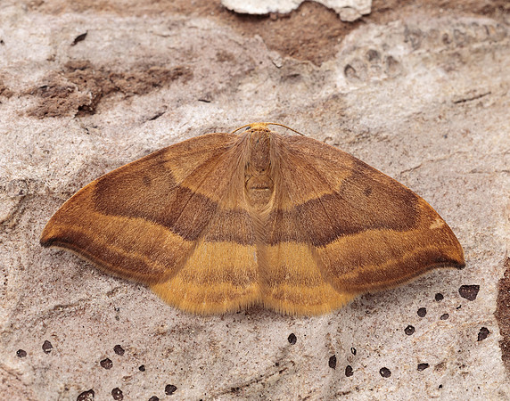 65.003 BF1647 Barred Hook-tip Watsonalla cultraria