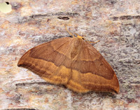 65.003 BF1647 Barred Hook-tip Watsonalla cultraria
