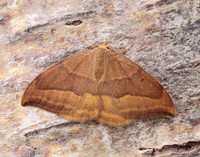65.003 BF1647 Barred Hook-tip Watsonalla cultraria