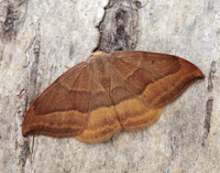 65.003 BF1647 Barred Hook-tip Watsonalla cultraria