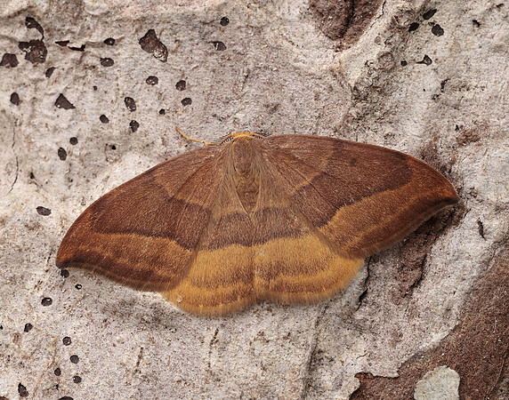 65.003 BF1647 Barred Hook-tip Watsonalla cultraria