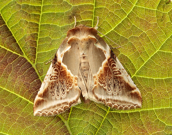 65.009 BF1653 Buff Arches Habrosyne pyritoides
