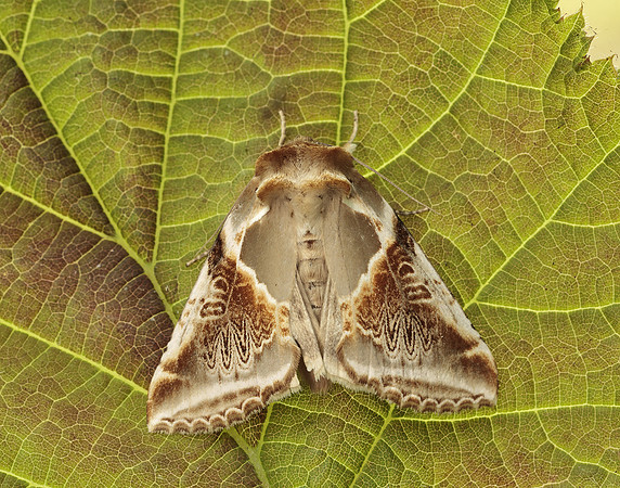 65.009 BF1653 Buff Arches Habrosyne pyritoides