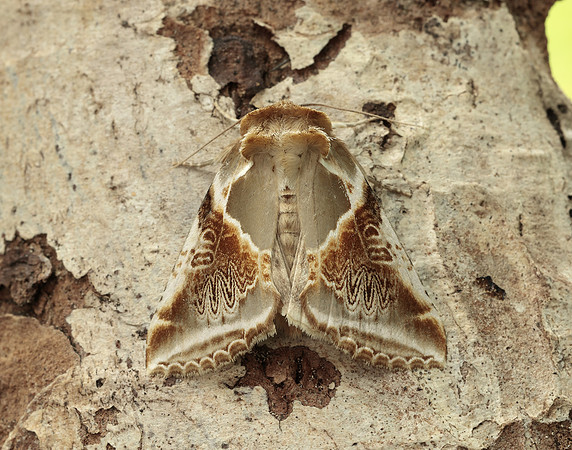 65.009 BF1653 Buff Arches Habrosyne pyritoides