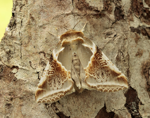65.009 BF1653 Buff Arches Habrosyne pyritoides