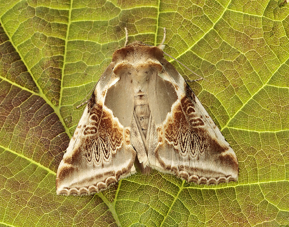 65.009 BF1653 Buff Arches Habrosyne pyritoides