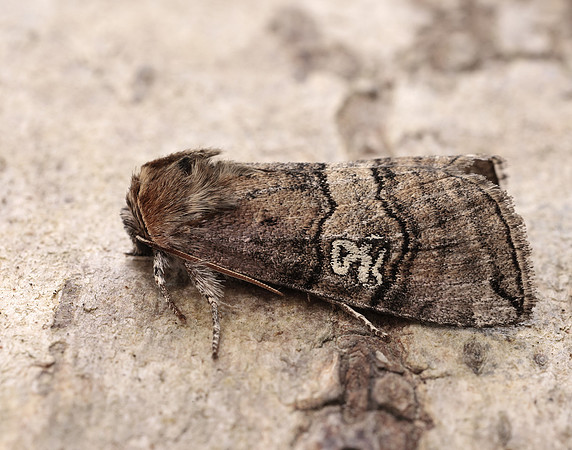 65.010 BF1654 Figure of Eighty Tethea ocularis