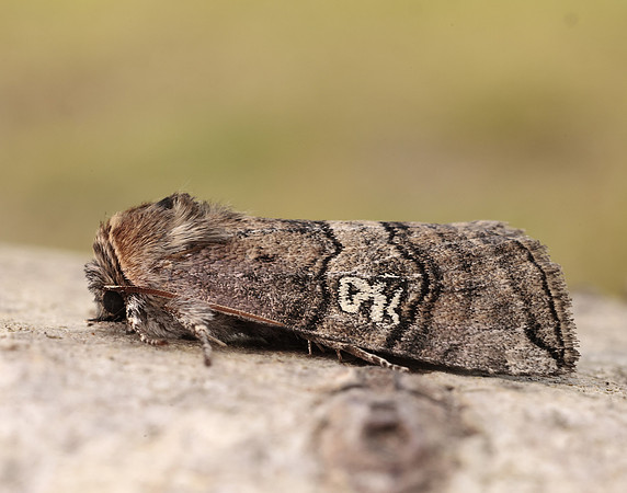 65.010 BF1654 Figure of Eighty Tethea ocularis