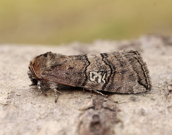 65.010 BF1654 Figure of Eighty Tethea ocularis