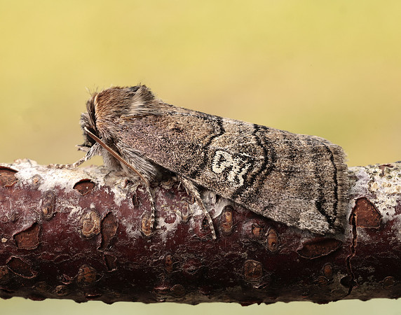 65.010 BF1654 Figure of Eighty Tethea ocularis