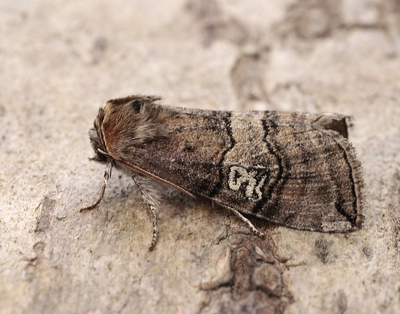 65.010 BF1654 Figure of Eighty Tethea ocularis