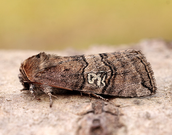 65.010 BF1654 Figure of Eighty Tethea ocularis