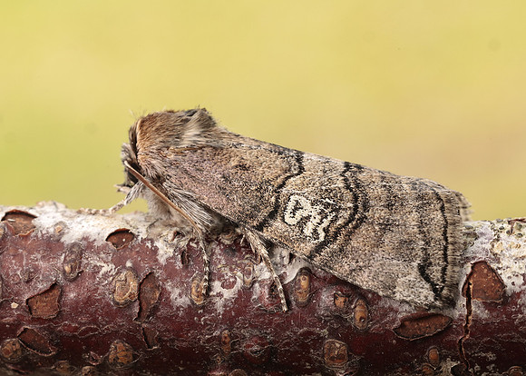 65.010 BF1654 Figure of Eighty Tethea ocularis