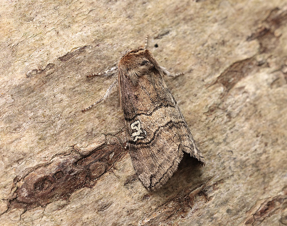 65.010 BF1654 Figure of Eighty Tethea ocularis