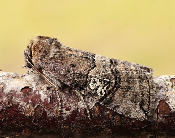65.010 BF1654 Figure of Eighty Tethea ocularis