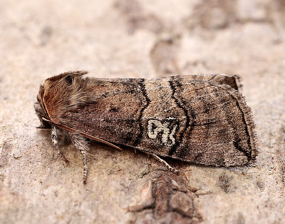 65.010 BF1654 Figure of Eighty Tethea ocularis