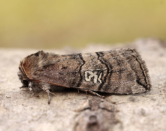 65.010 BF1654 Figure of Eighty Tethea ocularis