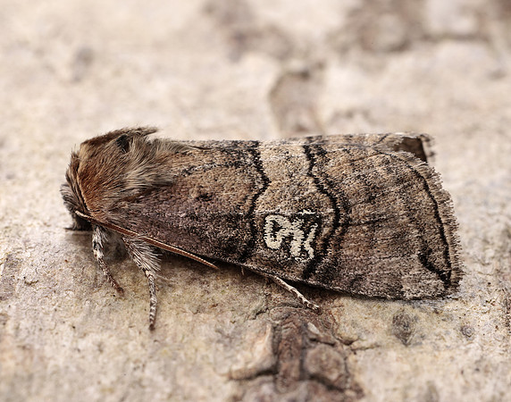 65.010 BF1654 Figure of Eighty Tethea ocularis