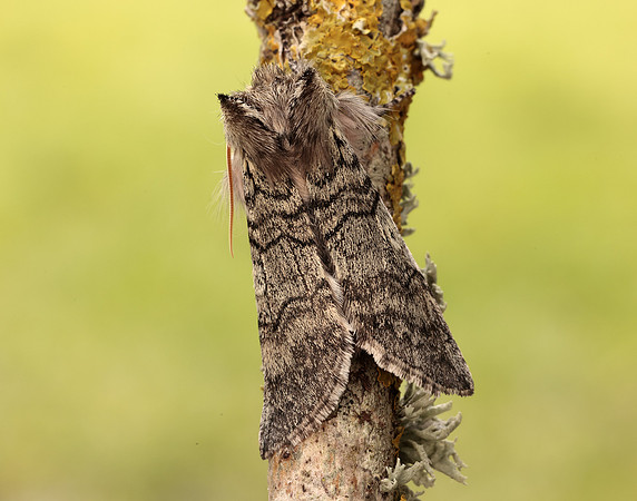 65.016 BF1659 Yellow Horned Achlya flavicornis
