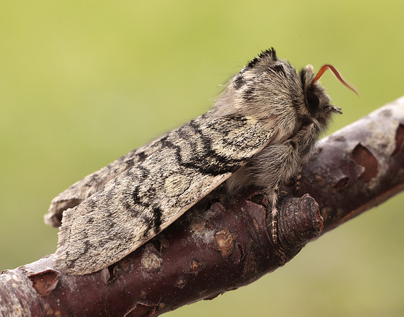 65.016 BF1659 Yellow Horned Achlya flavicornis