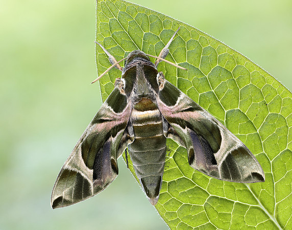 69.011 BF1985 Oleander Hawk-moth Daphnis nerii
