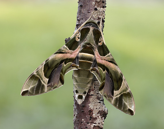 69.011 BF1985 Oleander Hawk-moth Daphnis nerii