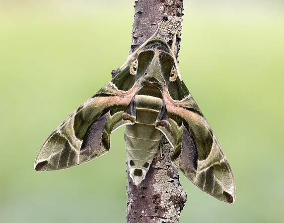 69.011 BF1985 Oleander Hawk-moth Daphnis nerii