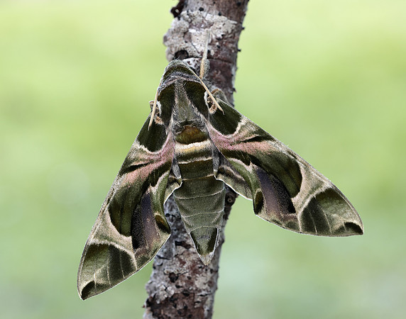 69.011 BF1985 Oleander Hawk-moth Daphnis nerii