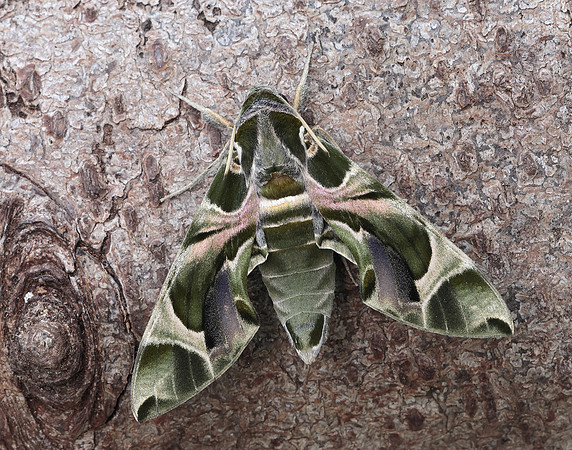 69.011 BF1985 Oleander Hawk-moth Daphnis nerii