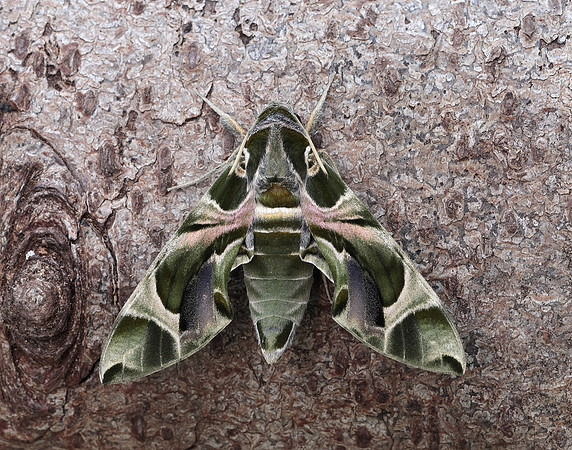 69.011 BF1985 Oleander Hawk-moth Daphnis nerii