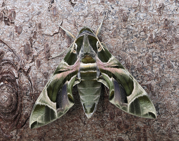 69.011 BF1985 Oleander Hawk-moth Daphnis nerii