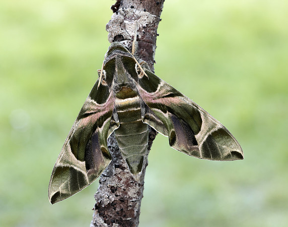 69.011 BF1985 Oleander Hawk-moth Daphnis nerii