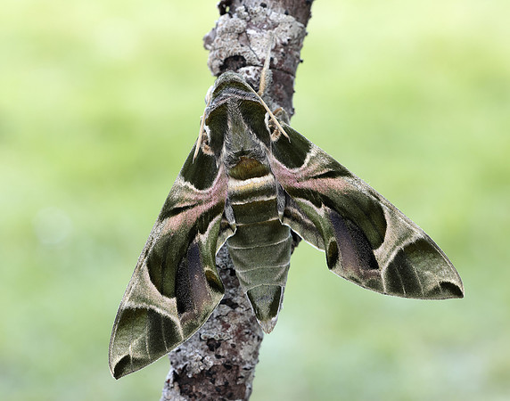 69.011 BF1985 Oleander Hawk-moth Daphnis nerii