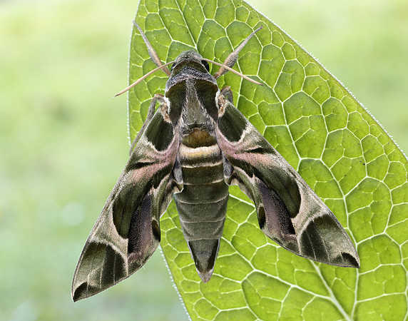69.011 BF1985 Oleander Hawk-moth Daphnis nerii