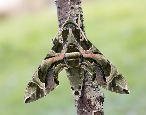 69.011 BF1985 Oleander Hawk-moth Daphnis nerii