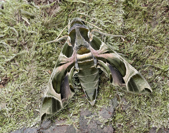 69.011 BF1985 Oleander Hawk-moth Daphnis nerii