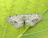 70.011 BF1708 Single-dotted Wave Idaea dimidiata