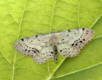 70.011 BF1708 Single-dotted Wave Idaea dimidiata