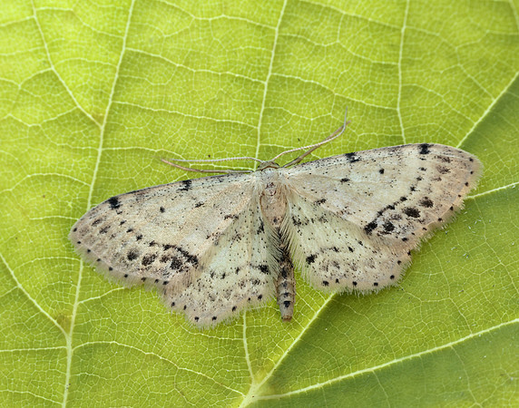 70.011 BF1708 Single-dotted Wave Idaea dimidiata