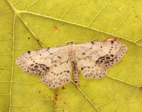 70.011 BF1708 Single-dotted Wave Idaea dimidiata