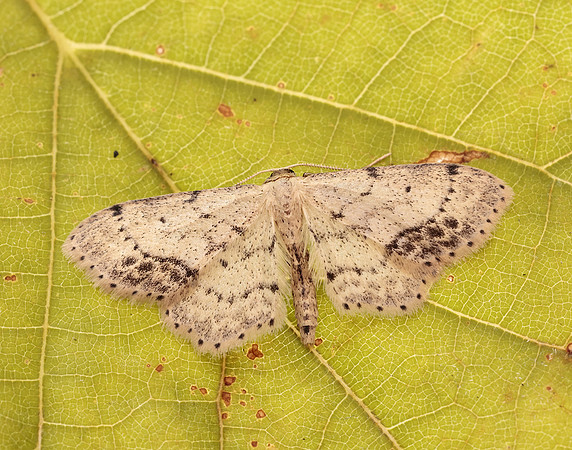 70.011 BF1708 Single-dotted Wave Idaea dimidiata